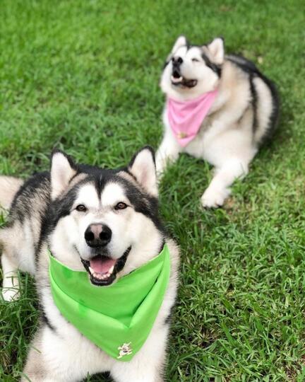 Sekilas Mirip Ini 5 Perbedaan Siberian Husky Alaskan Malamute