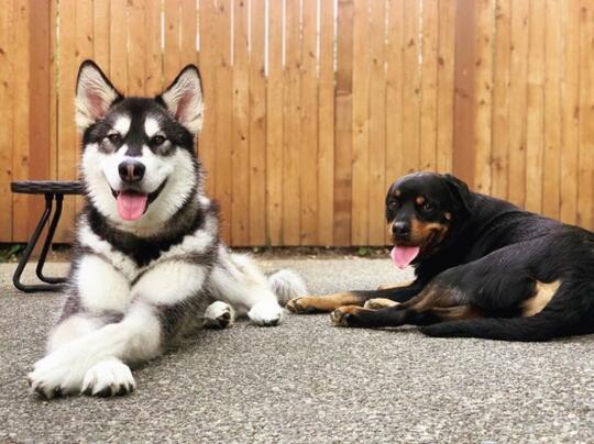 Sekilas Mirip Ini 5 Perbedaan Siberian Husky Alaskan Malamute