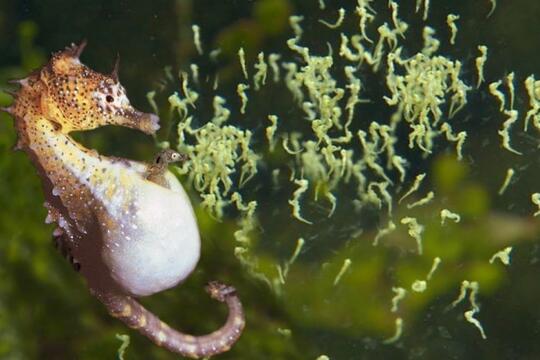10 Fakta Luar Biasa Tentang Kehidupan Hewan Bawah Laut