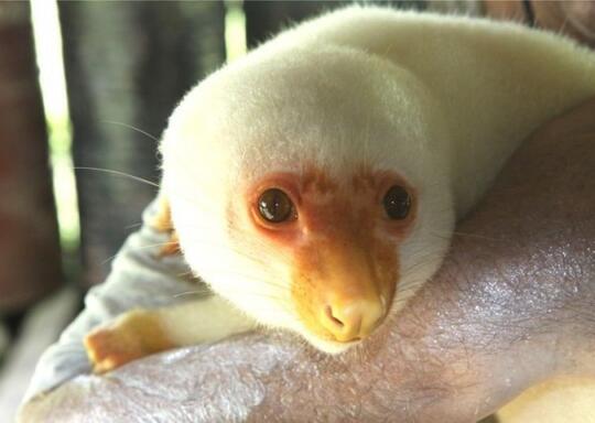 Sering Diburu Manusia Inilah 7 Fakta Menarik Seputar Kuskus Totol