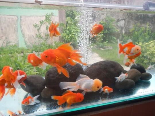 Perhatikan Ini Jika Agan Sista Ingin Memelihara Ikan Mas Hias