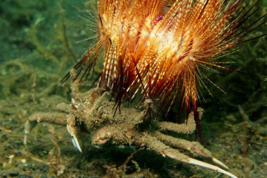 5 Simbiosis Mutualisme Hewan Ini Jarang Diketahui Ada Sesama