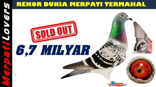 Burung Merpati Balap Harga Milliaran Kok Bisa Page2 Kaskus