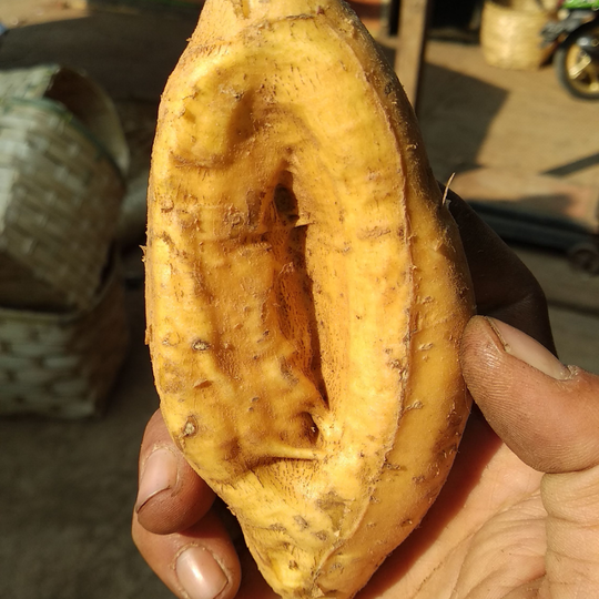 Ubi Cilembu Madunya Ga Nahan.... Pengen Terus, Terus Pengen