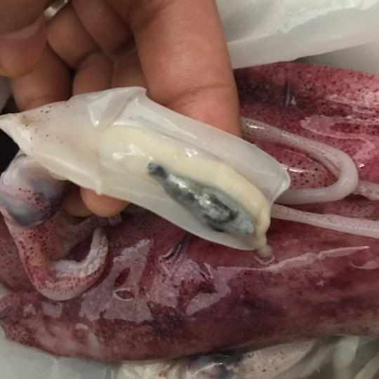 Resep cumi tinta yang gampang dibuat di rumah, cobain deh!