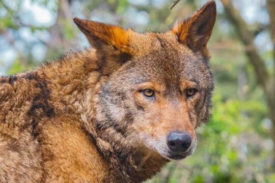 7 Jenis Anjing Unik Yang Gahar Berani Pelihara Kaskus