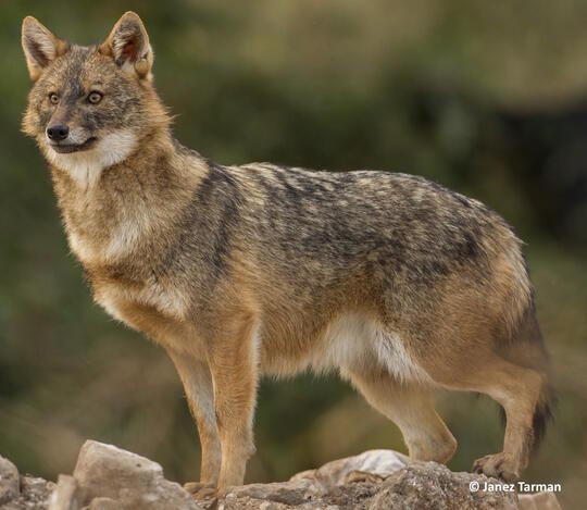 82+ Gambar Hewan Liar Dan Hewan Peliharaan HD