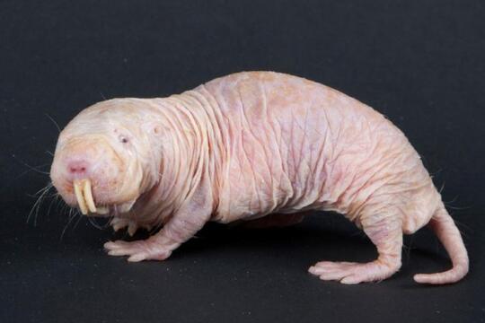 9800 Koleksi Gambar Tengkorak Hewan Herbivora Terbaik