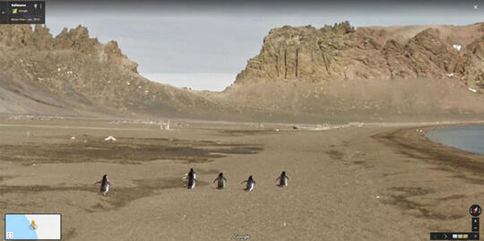 Keren Abis Ini Dia Pose Menakjubkan Hewan yang Tertangkap Kamera Google View Street