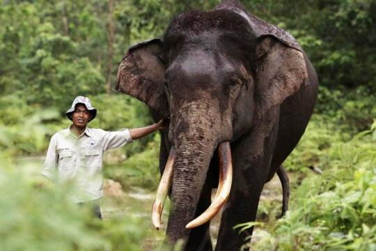 Viral Turis Ditampar Gajah Sampai Mental, Lucu Gan!