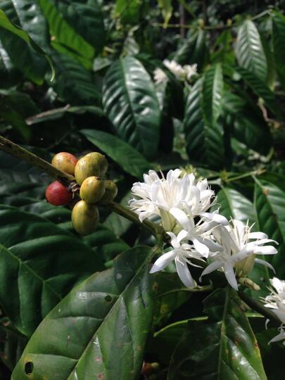 MENGENAL MACAM DAN CARA PENYEDUHAN KOPI
