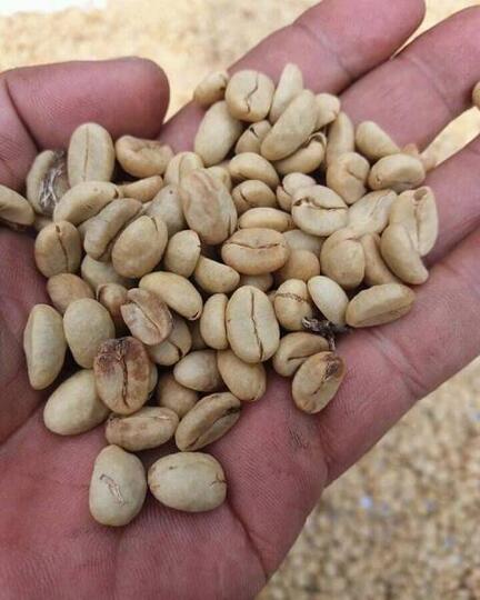 MENGENAL MACAM DAN CARA PENYEDUHAN KOPI