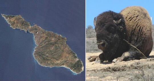 7 Pulau Unik Yang Dihuni Banyak Hewan Di Dunia Sudah Tahu Kaskus