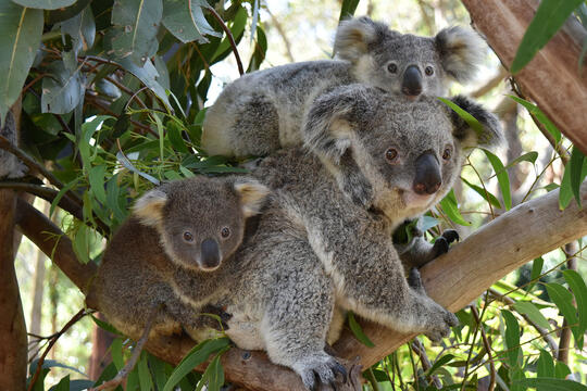Selain Tukang Molor Ini Fakta Unik Lain Koala Yang Tak Diketahui