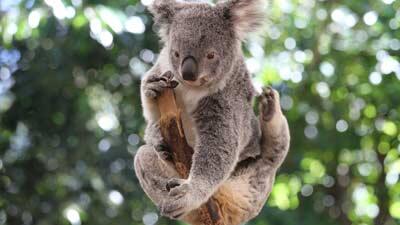 38+ Gambar hewan koala animasi release