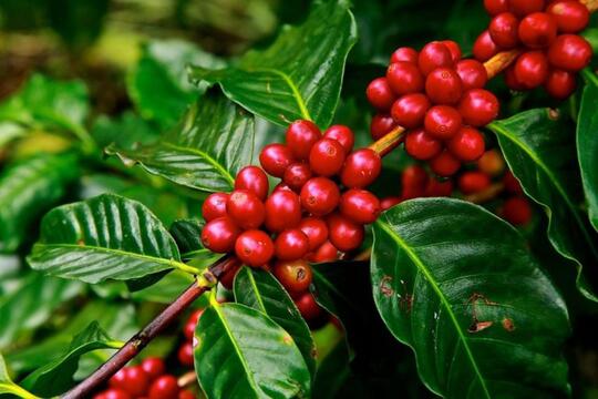 MENGENAL MACAM DAN CARA PENYEDUHAN KOPI
