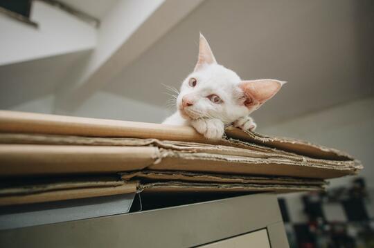 Cari Aman hingga Kehangatan, Alasan Kucing Suka Ngumpet dalam Kardus