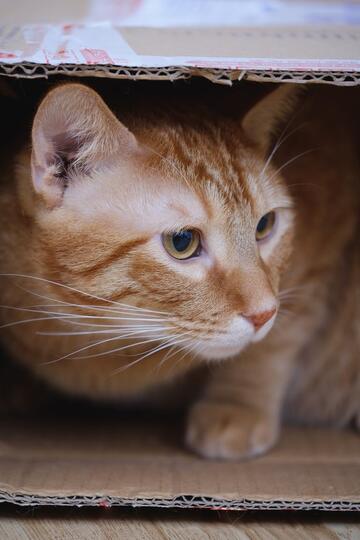 Cari Aman hingga Kehangatan, Alasan Kucing Suka Ngumpet dalam Kardus