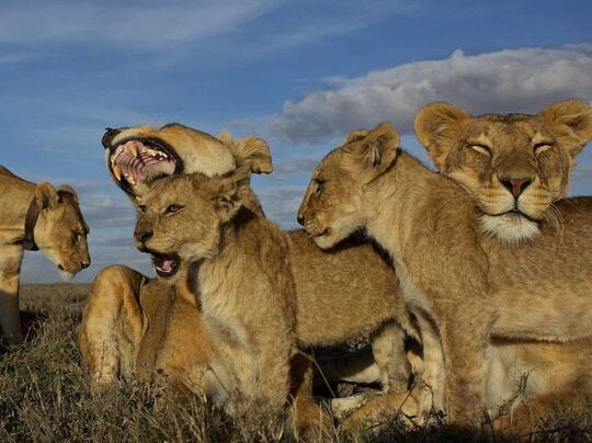 5 Fakta Kehidupan Nyata Singa Berbeda Dengan Lion King Kaskus