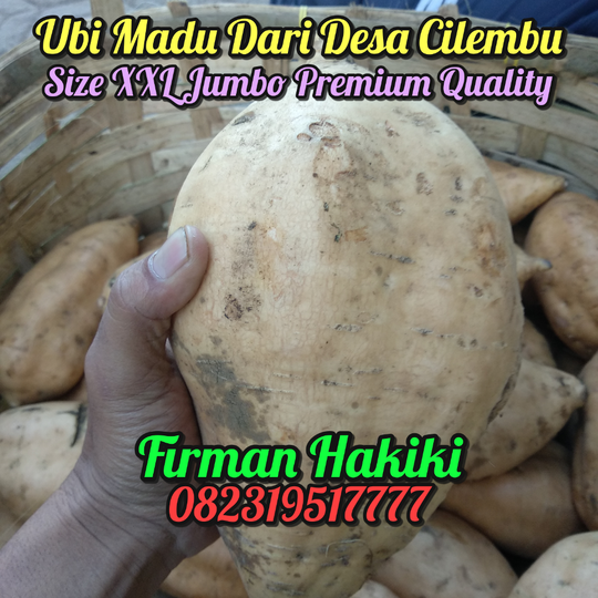 Ubi Cilembu Bahenol Size XXL (Jumbo)