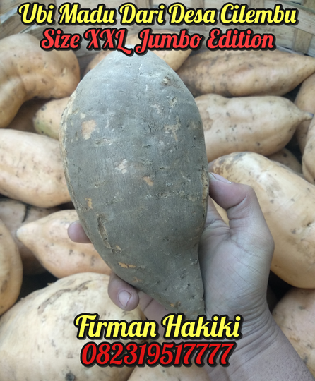Ubi Cilembu Bahenol Size XXL (Jumbo)