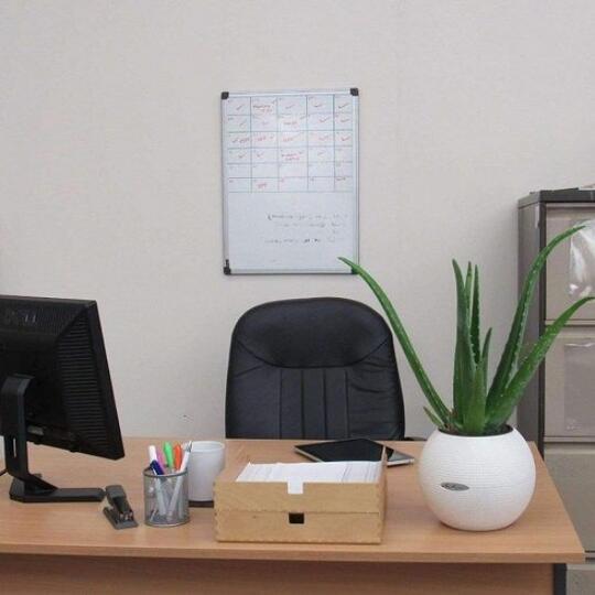 7 Tanaman Indah yang Bikin Kamu Makin Produktif di Kantor
