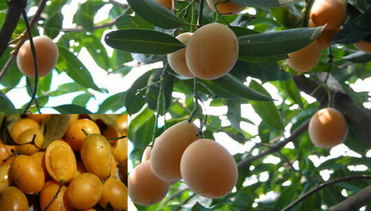 Nama-nama Kawasan di Jakarta Ini Diambil dari Nama Buah, Begini Penampakannya!