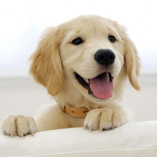 Pupstime - Daily Update - Semua tentang anjing - Everything about dog