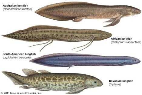 Bukan Hanya di Air Ikan ini Juga Dapat Hidup Bertahun-Tahun di Tanah