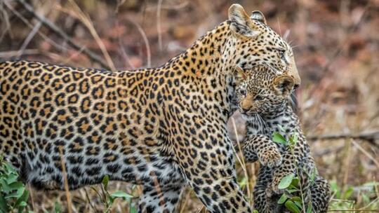 580 Koleksi Gambar Harimau Paling Keren HD