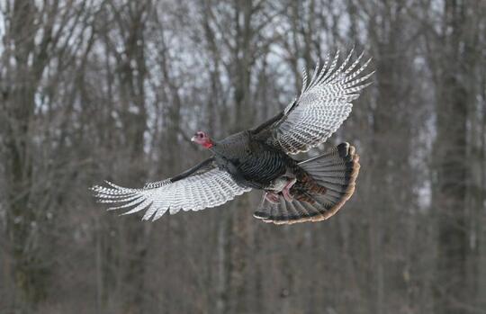 Kamu Pasti Tak Tahu 10 Hewan Ini Sebenarnya Bisa Terbang Tinggi