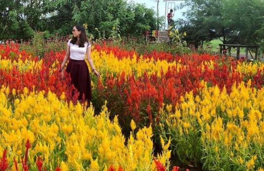 9 Wisata Taman Bunga Celosia Di Indonesia Yang Nuansanya Ala