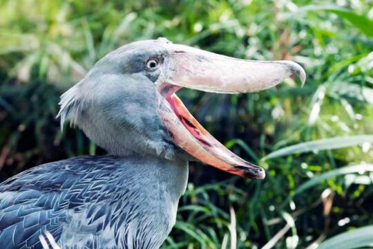 Hippogriff Di Dunia Nyata Ini 10 Fakta Tentang Burung Paruh