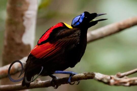 7 Hewan Endemik Indonesia Ini Jarang Diketahui Yakin Pernah Lihat