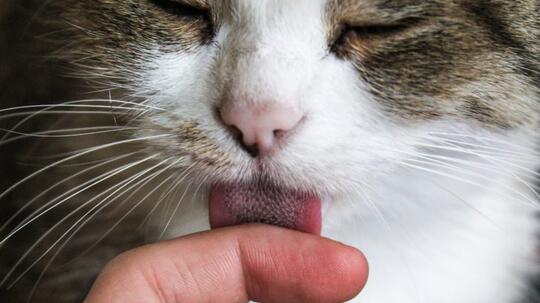 Kenapa Kucing Suka Jilat Jilat Badan Agan Apa Karena Agan Bau Kaskus