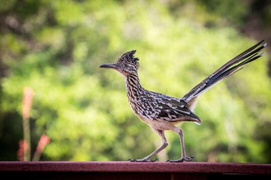 5 Fakta Tentang Roadrunner Burung Tercepat Dalam Kartun Looney