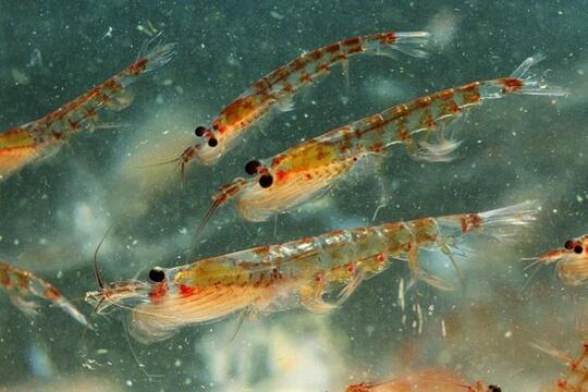 4 Fakta Krill Udang Kecil Dengan Peran Besar Bagi Ekosistem Laut