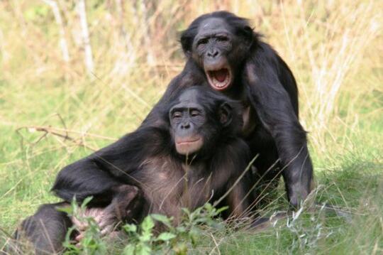 102+ Gambar Hewan Yang Jinak Gratis