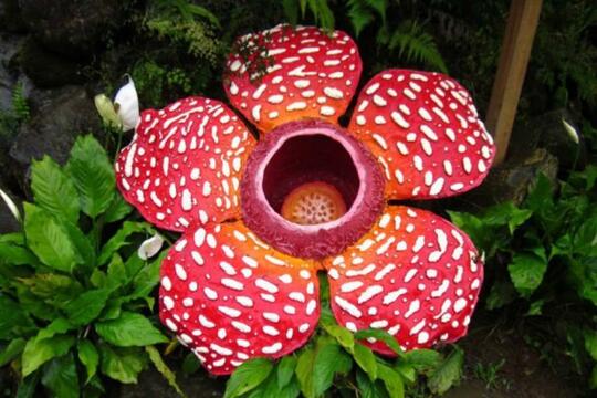 Bukan Hanya Hewan 10 Tanaman Unik Di Dunia Ini Sudah Terancam