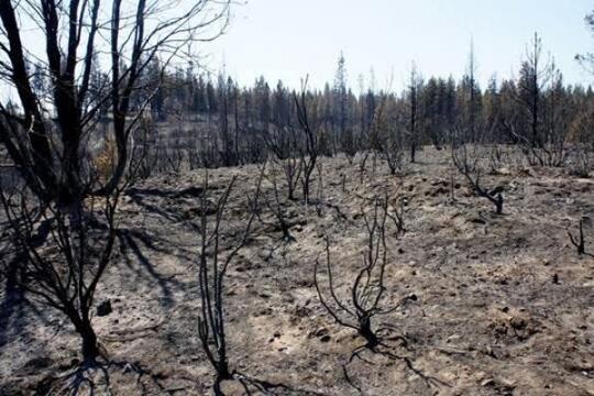 400 Gambar Hewan Dan Tumbuhan Langkah HD