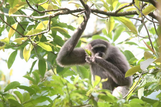 7 Fakta Owa Jawa Primata Asli Dari Pulau Jawa Yang Terancam Punah
