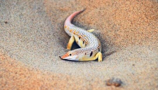 7 Hewan Selain Unta Yang Mampu Beradaptasi Dengan Kerasnya Gurun