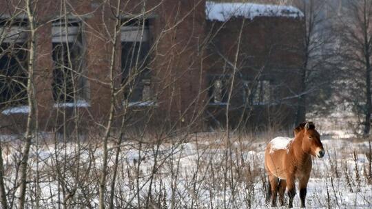 Bencana Chernobyl: Mengapa Tumbuhan Tahan Terhadap Radiasi Nuklir?