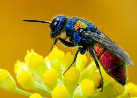 7 Cara Serangga Melindungi Diri Ada Yang Berpura Pura Mati Lho