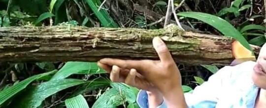 Hutan Kalimantan Dan Manfaatnya Kaskus