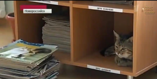 Layaknya Manusia, Kucing-Kucing Lucu Ini Juga Punya Pekerjaan, Loh