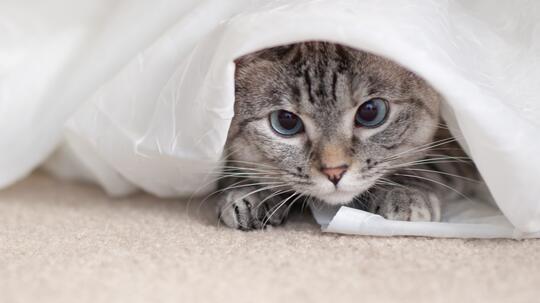 Layaknya Manusia, Kucing-Kucing Lucu Ini Juga Punya Pekerjaan, Loh