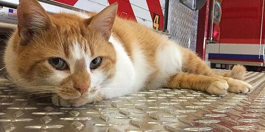 Layaknya Manusia, Kucing-Kucing Lucu Ini Juga Punya Pekerjaan, Loh