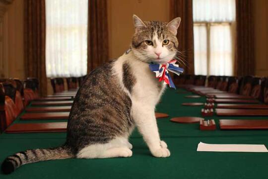 Layaknya Manusia, Kucing-Kucing Lucu Ini Juga Punya Pekerjaan, Loh