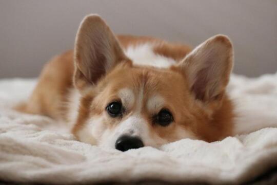 Mengenal Corgi Anjing Imut Berkaki Pendek Yang Selalu Ceria Kaskus